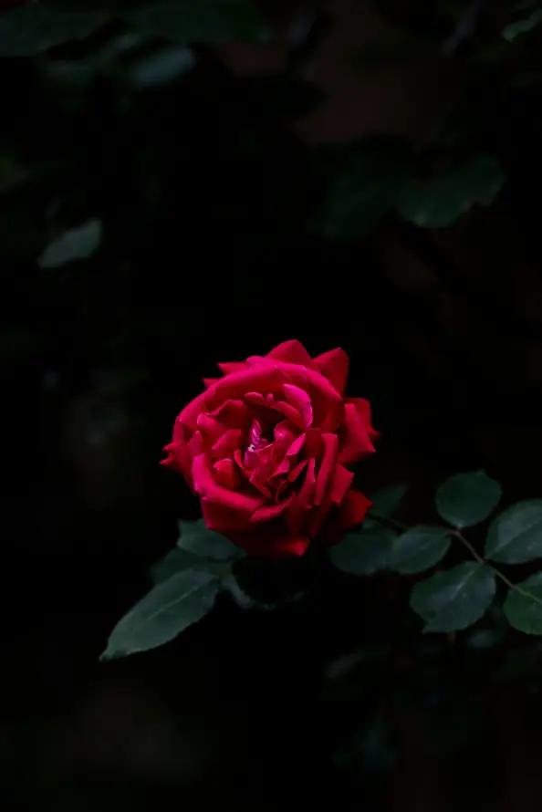 4k暗调壁纸 - 植物 - 特写 - 玫瑰「哲风壁纸」
