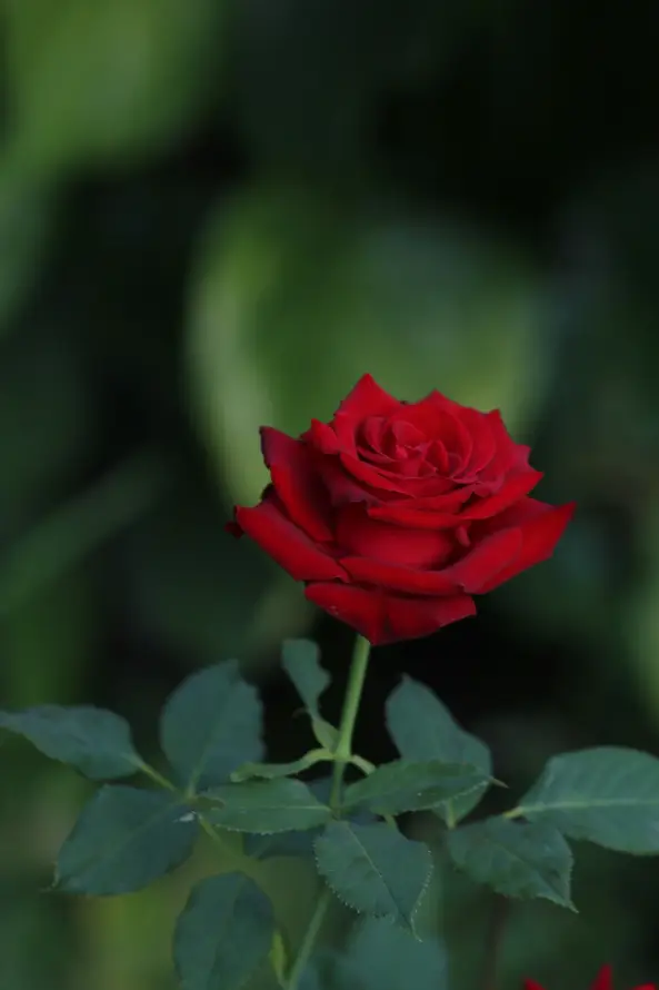 4k植物壁纸 - 绿植 - 自然 - 花卉「哲风壁纸」