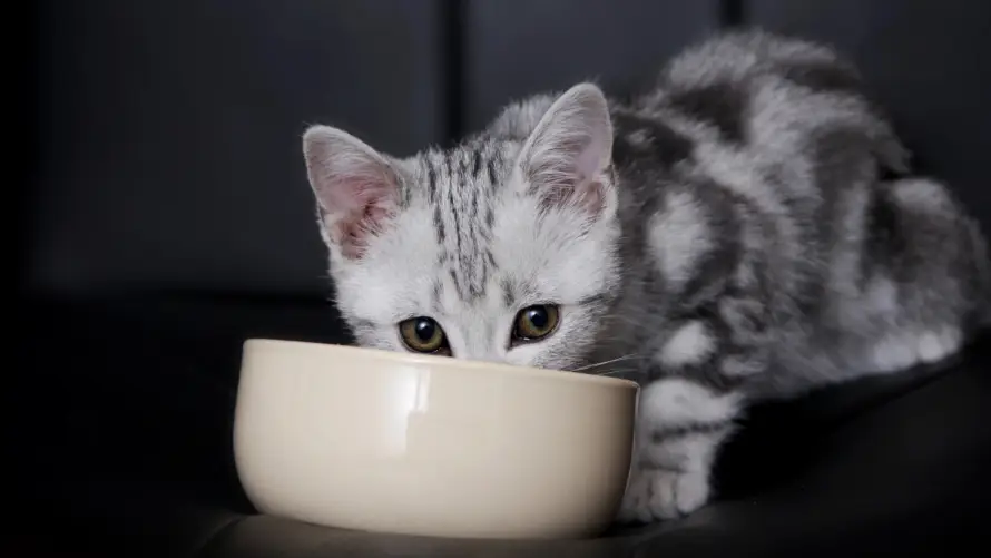 2k动物壁纸-短毛猫 - 进食-热门的壁纸「哲风壁纸」