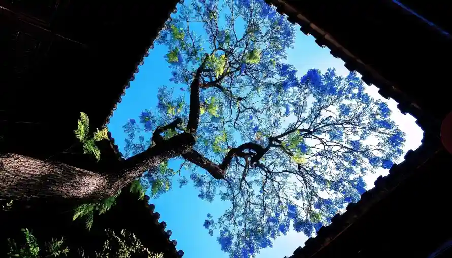 4k蓝天壁纸 - 树 - 天空 - 风景「哲风壁纸」