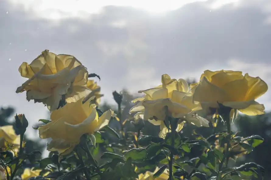 4k天空壁纸 - 户外 - 植物 - 水珠「哲风壁纸」