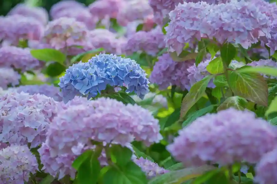 4k植物壁纸 - 花 - 绿叶 - 自然「哲风壁纸」 4k植物壁纸 - 花 - 绿叶 - 自然「哲风壁纸」
