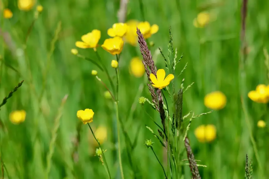 4k夏季壁纸 - 小草 - 户外 - 春天「哲风壁纸」