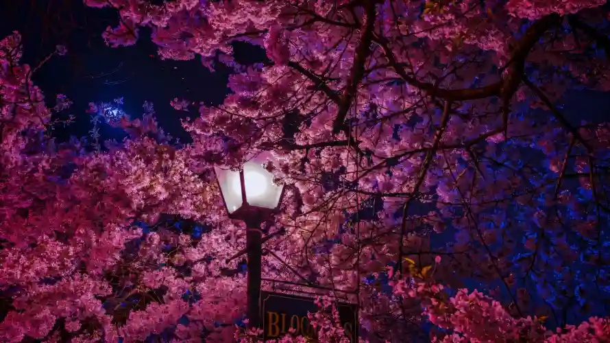 4k夜晚壁纸 - 夜空 - 春景 - 树枝「哲风壁纸」 4k夜晚壁纸 - 夜空 - 春景 - 树枝「哲风壁纸」
