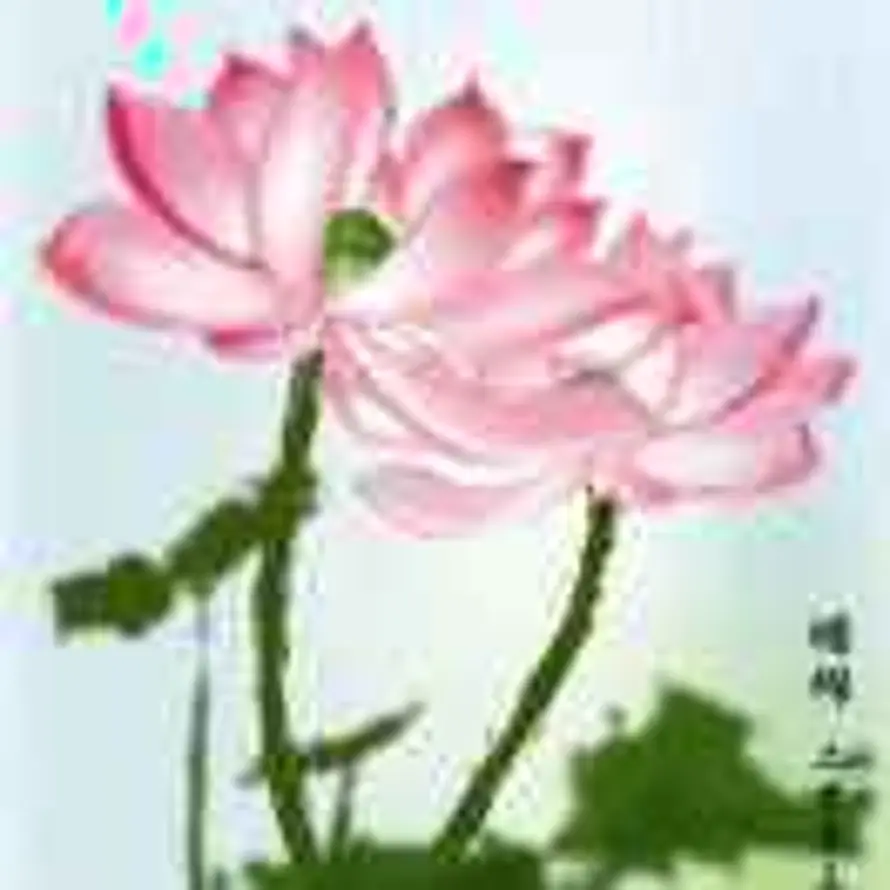 杨叶的头像