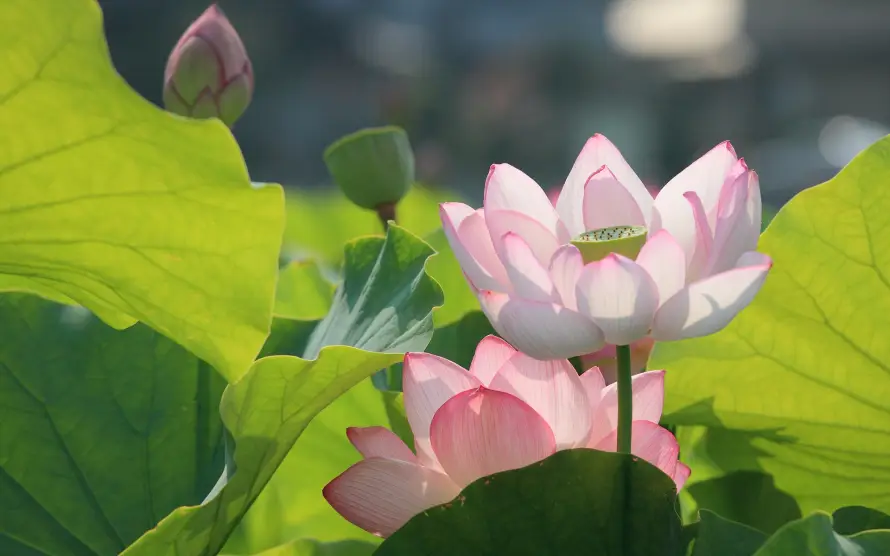 4k夏季壁纸 - 池塘 - 粉色 - 绿色「哲风壁纸」 4k夏季壁纸 - 池塘 - 粉色 - 绿色「哲风壁纸」