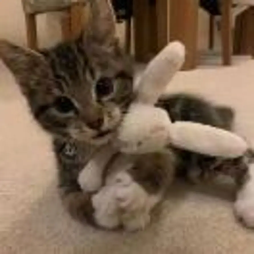 猫猫的头像