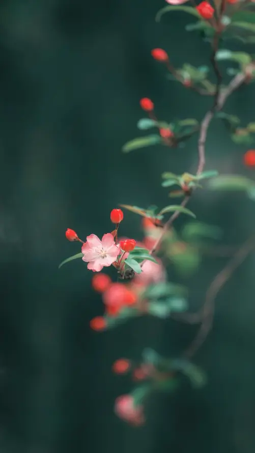 4k春日壁纸 - 花 - 朦胧 - 植物「哲风壁纸」