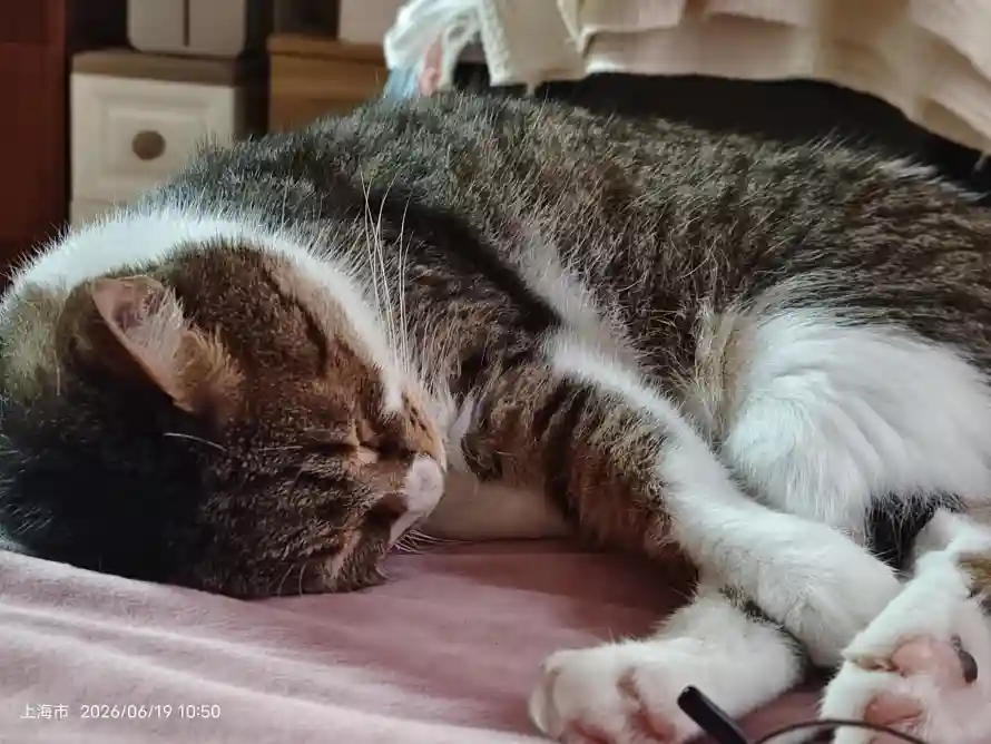 4k可爱壁纸-狸花猫和萌宠-免费下载「哲风壁纸」