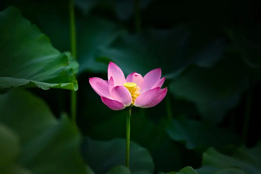 4k夏季壁纸 - 盛开 - 粉色 - 绿植「哲风壁纸」
