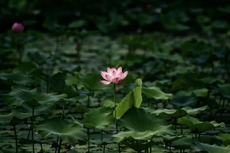 4k夏季壁纸 - 夏日 - 池塘 - 粉色「哲风壁纸」