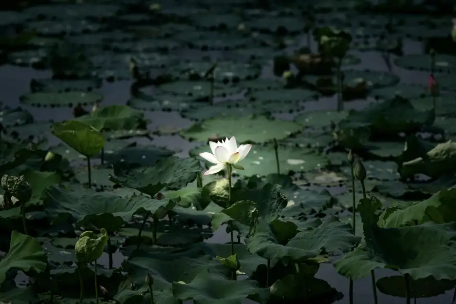 4k夏日壁纸 - 植物 - 池塘 - 湖面「哲风壁纸」