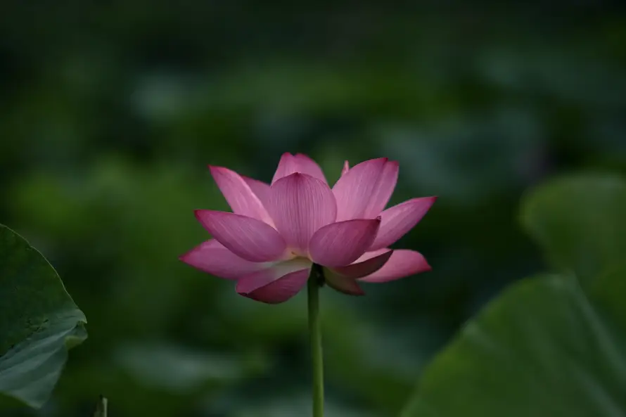4k夏日壁纸 - 植物 - 粉色 - 自然「哲风壁纸」