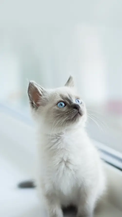 4k2K壁纸 - 奶猫 - 宠物 - 幼猫「哲风壁纸」