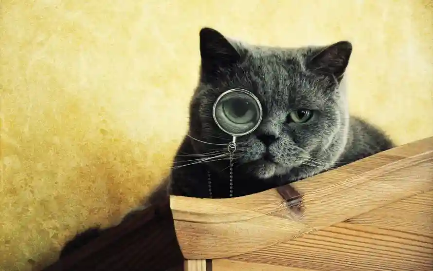 4k可爱壁纸 - 猫 - 宠物 - 暖黄「哲风壁纸」 4k可爱壁纸 - 猫 - 宠物 - 暖黄「哲风壁纸」