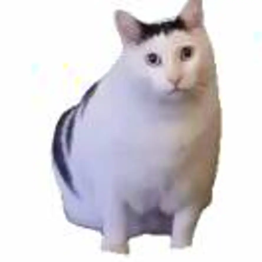 秋猫的头像