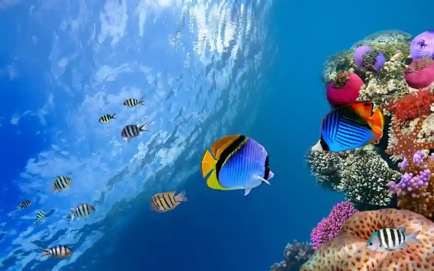 4k水下壁纸 - 海底 - 海水 - 海洋「哲风壁纸」