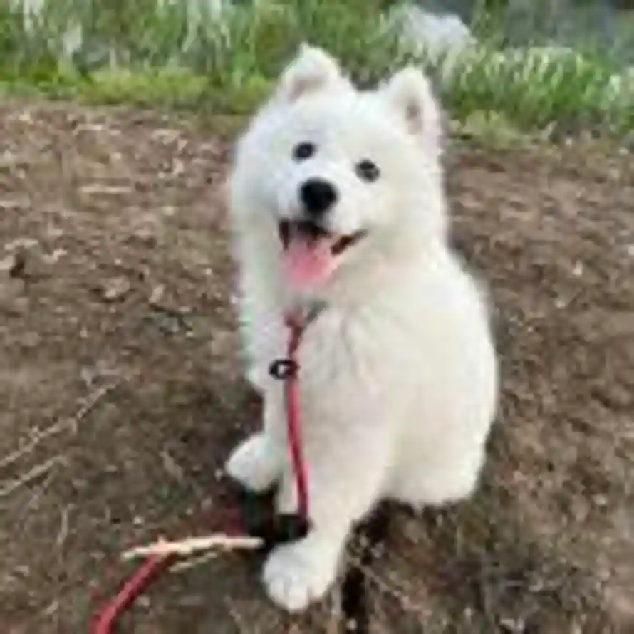 十七的头像