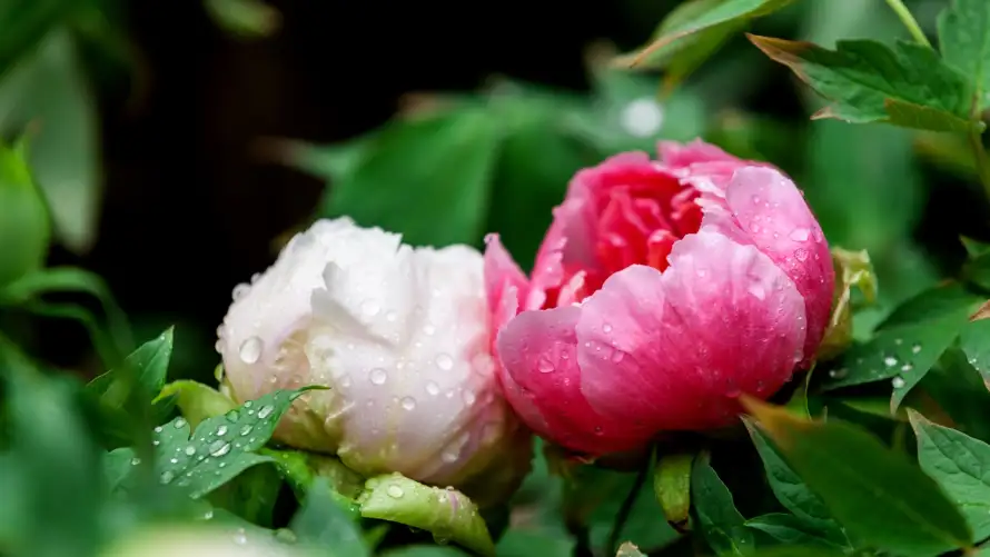 4k植物壁纸 - 水珠 - 牡丹 - 白色「哲风壁纸」 4k植物壁纸 - 水珠 - 牡丹 - 白色「哲风壁纸」