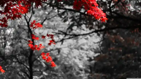 4k散景壁纸 - 树 - 枫叶 - 植物「哲风壁纸」 4k散景壁纸 - 树 - 枫叶 - 植物「哲风壁纸」