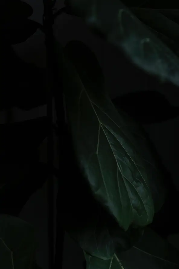 主题背景图片