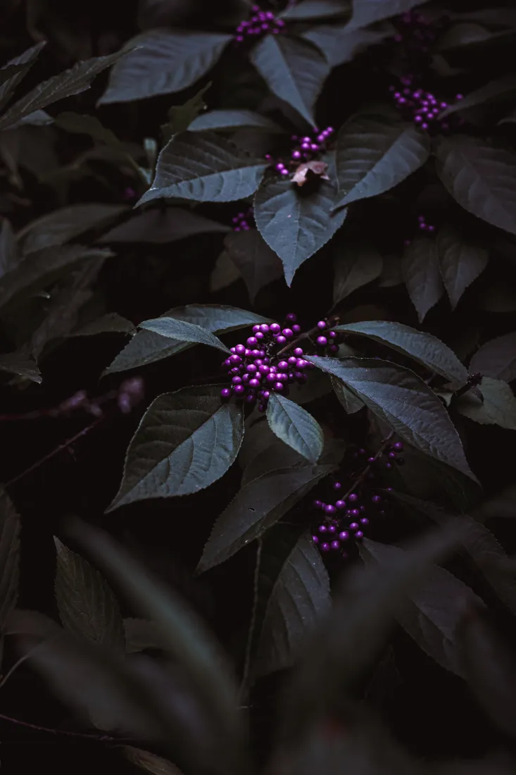 《粉红色》手机壁纸-紫色的-紫罗兰色背景-淡紫色的「哲风壁纸」