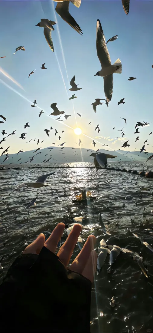 海边海鸥手机壁纸-风景背景图片 - 免费下载「哲风壁纸」