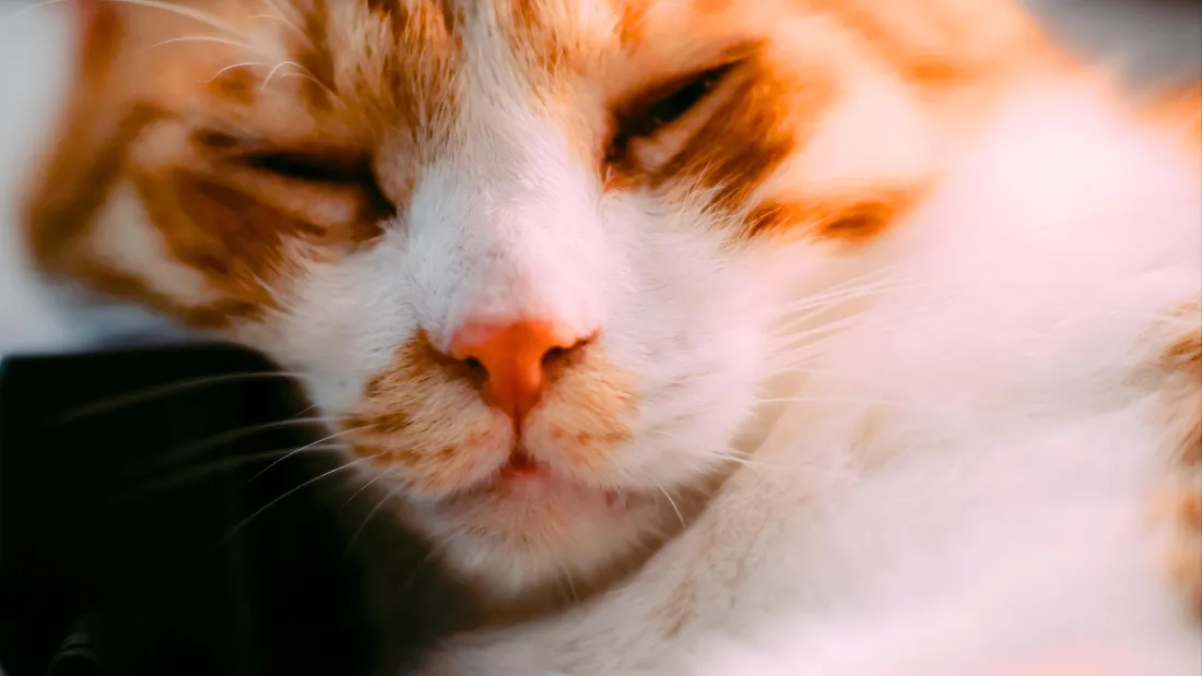 4k猫猫壁纸｜可爱猫咪背景图片 - 萌态尽显「哲风壁纸」