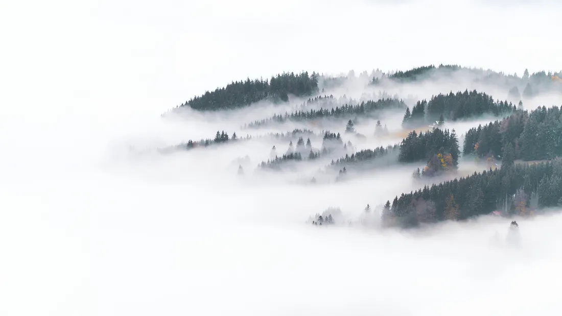 4k雾中森林壁纸｜梦幻森林背景图片 - 自然美景「哲风壁纸」