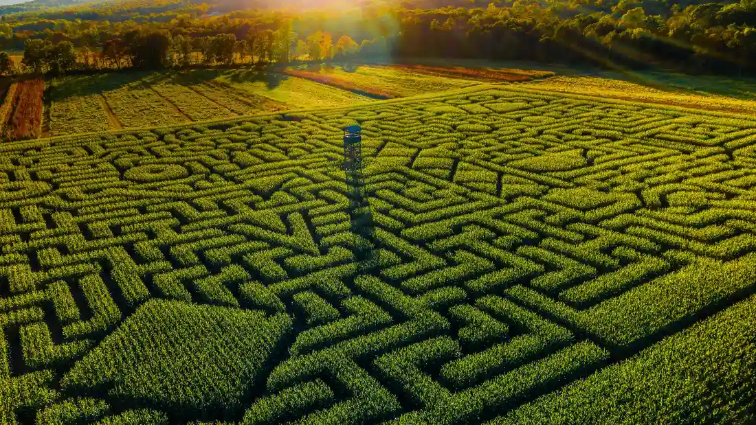 4k植物迷宫壁纸｜自然风景背景图片 - 阳光田野「哲风壁纸」