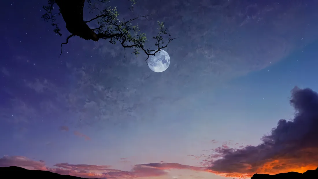 4k树枝悬月壁纸｜夏日暮色背景图片 - 月夜「哲风壁纸」