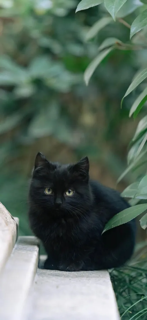 黑猫手机壁纸｜绿植背景图片 - 可爱宠物「哲风壁纸」