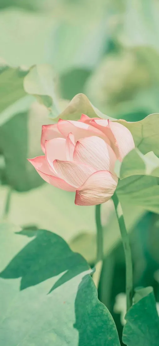 荷花手机壁纸｜粉色荷花背景图片 - 自然风景「哲风壁纸」