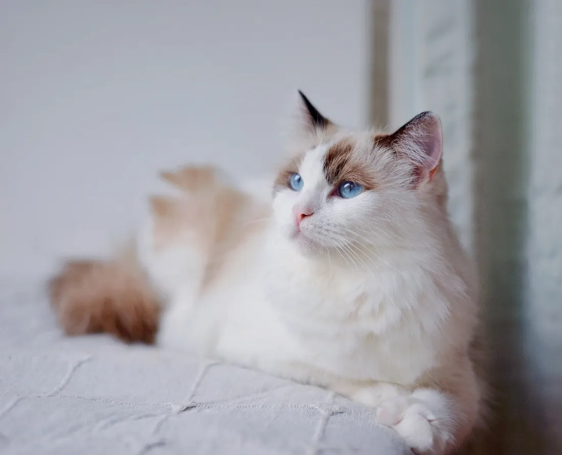 2k布偶猫壁纸｜可爱小猫背景图 - 蓝眼萌宠「哲风壁纸」