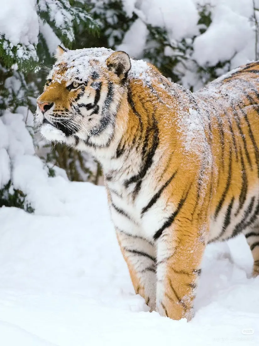 老虎雪地手机壁纸｜雪景背景图 - 大猫「哲风壁纸」