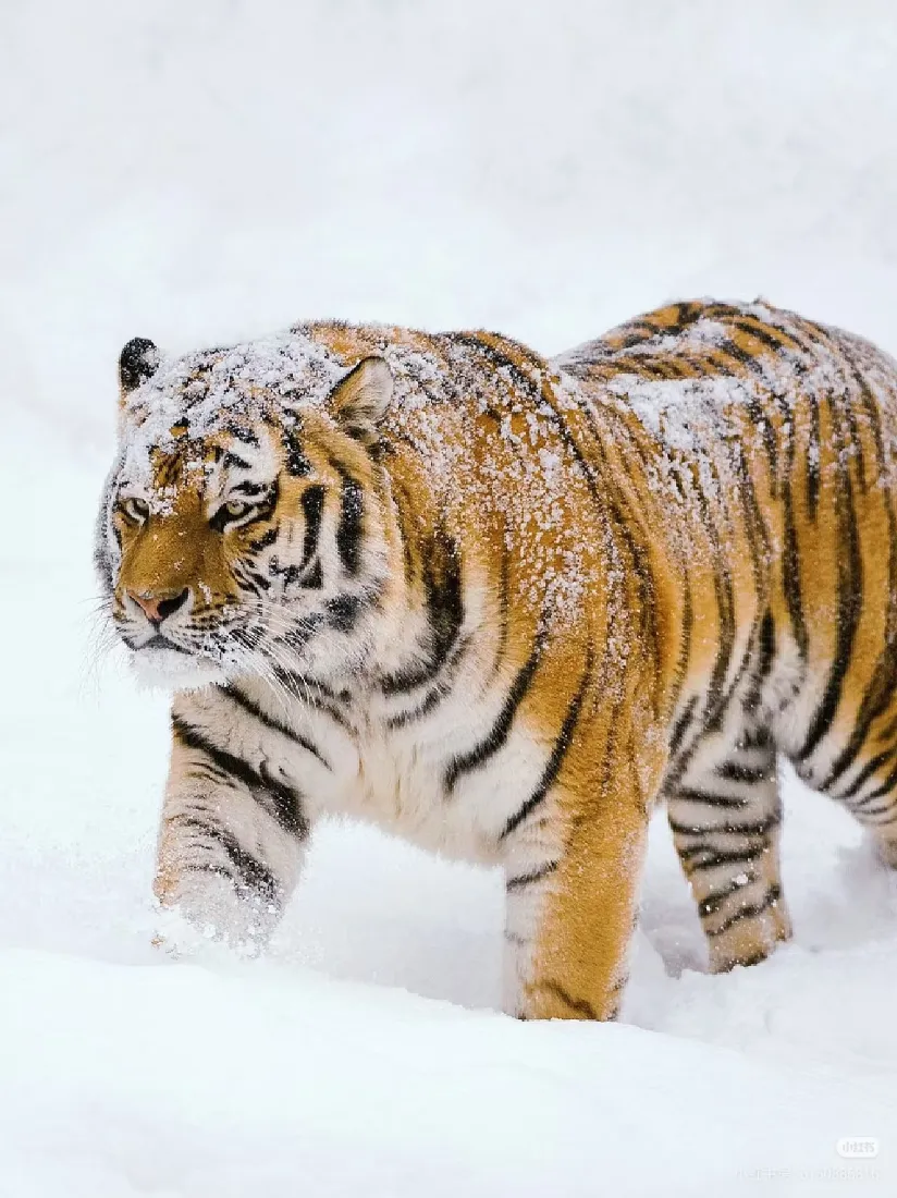 老虎雪地手机壁纸｜雪景背景图 - 大猫「哲风壁纸」