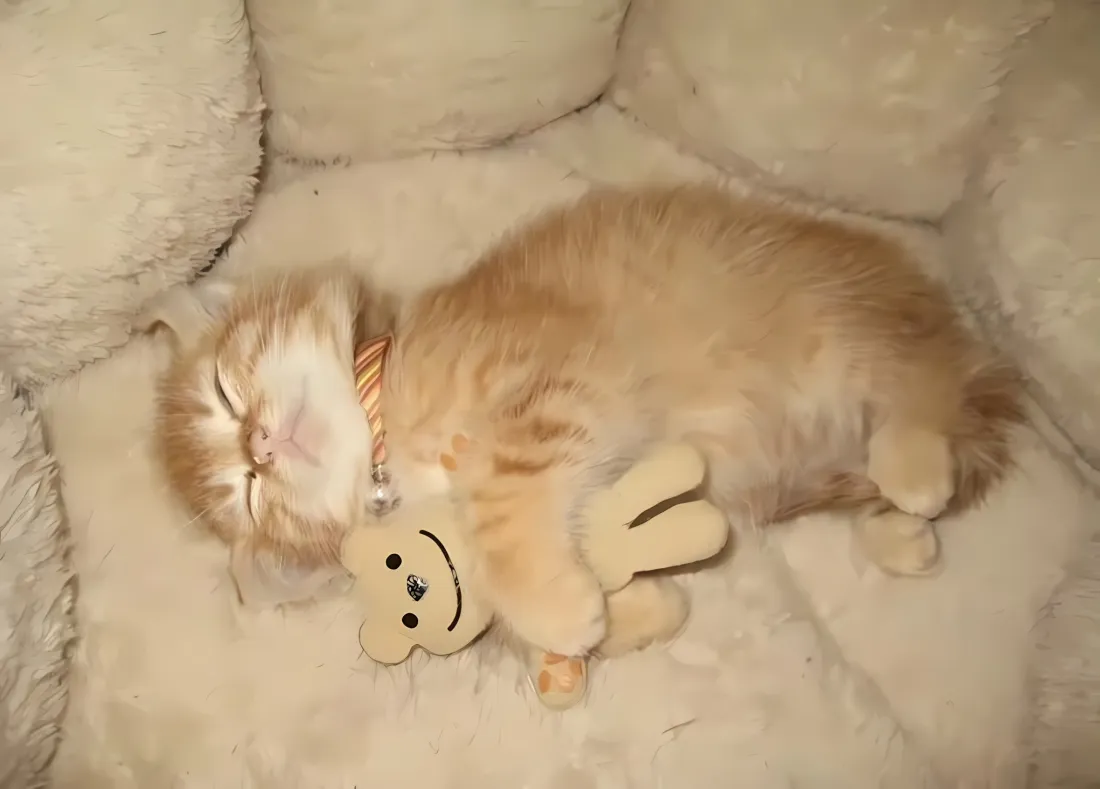 2k小奶猫睡觉壁纸｜可爱萌宠背景图片 - 抱玩偶「哲风壁纸」
