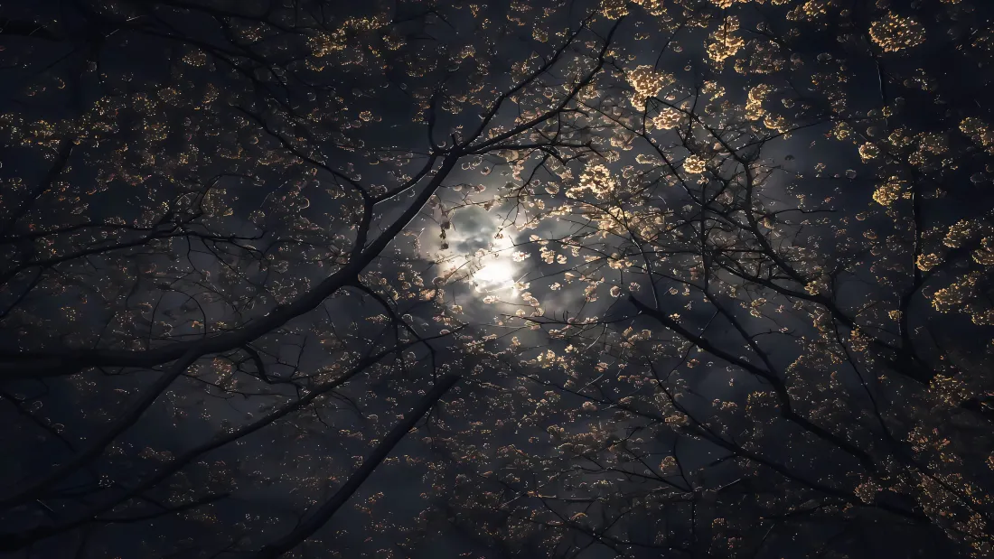 5k月夜树枝樱花壁纸｜黑夜月光背景图片 - 安静「哲风壁纸」