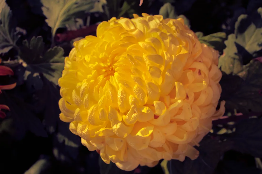 5k菊花壁纸｜黄花背景图片 - 黄菊特写「哲风壁纸」