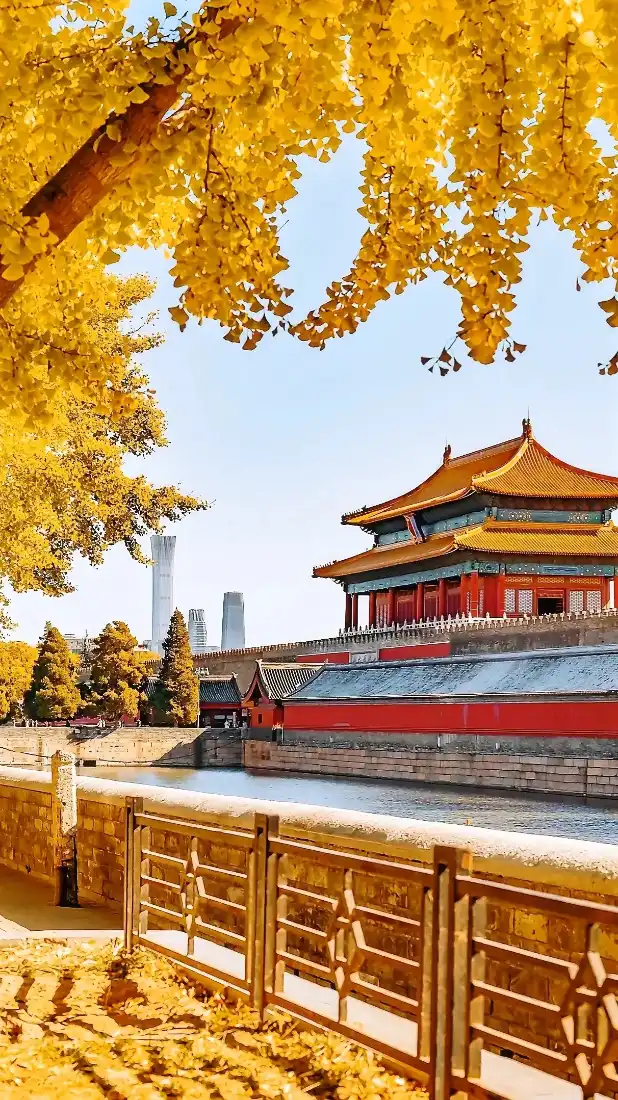 故宫银杏手机壁纸｜城市风景背景图 - 秋天「哲风壁纸」