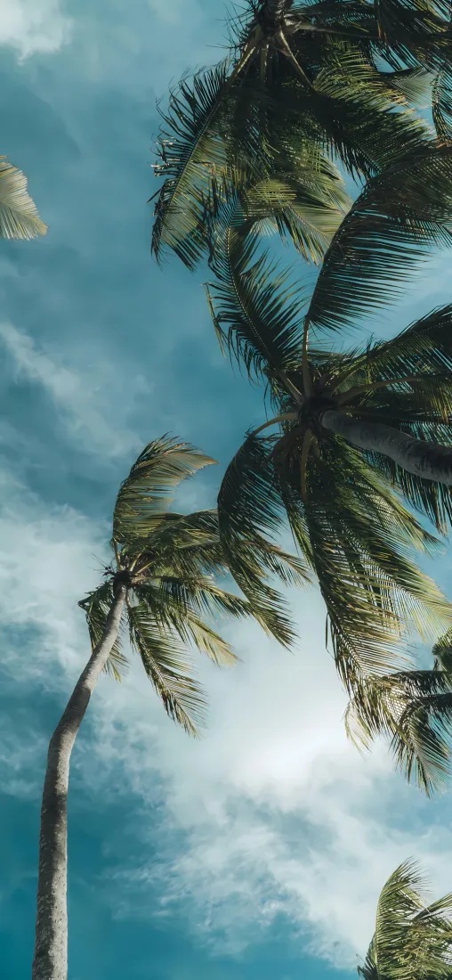椰树手机壁纸｜蓝天背景图片 - 热带海滨风景「哲风壁纸」