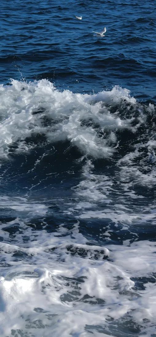 海洋手机壁纸｜海浪背景图片 - 海鸥浪花「哲风壁纸」
