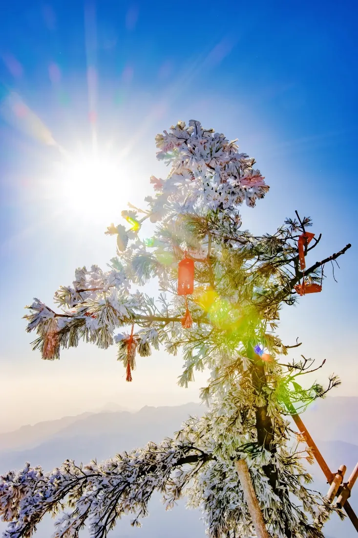洛阳雪景手机壁纸｜松树背景图片 - 蓝天太阳「哲风壁纸」