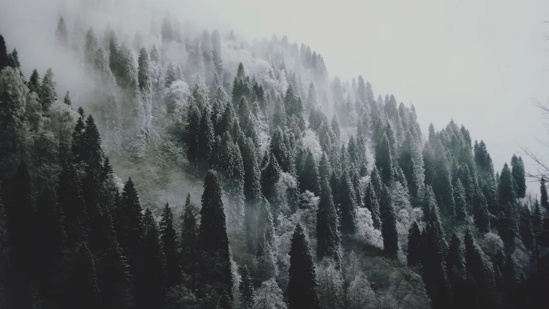 4k雪景森林壁纸｜雾气山林背景图片 - 冬季风景「哲风壁纸」