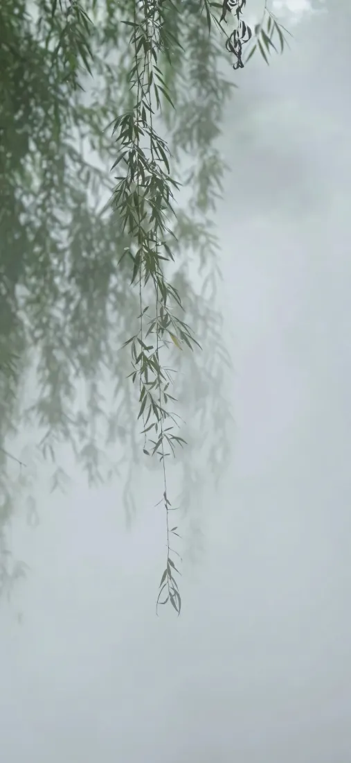 自然风景手机壁纸｜绿色柳条背景图片 - 朦胧雾景「哲风壁纸」