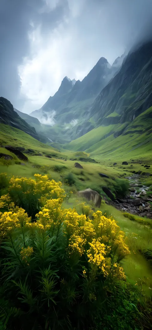 山谷黄花溪流手机壁纸｜自然背景图片 - 云雾山峰风景「哲风壁纸」