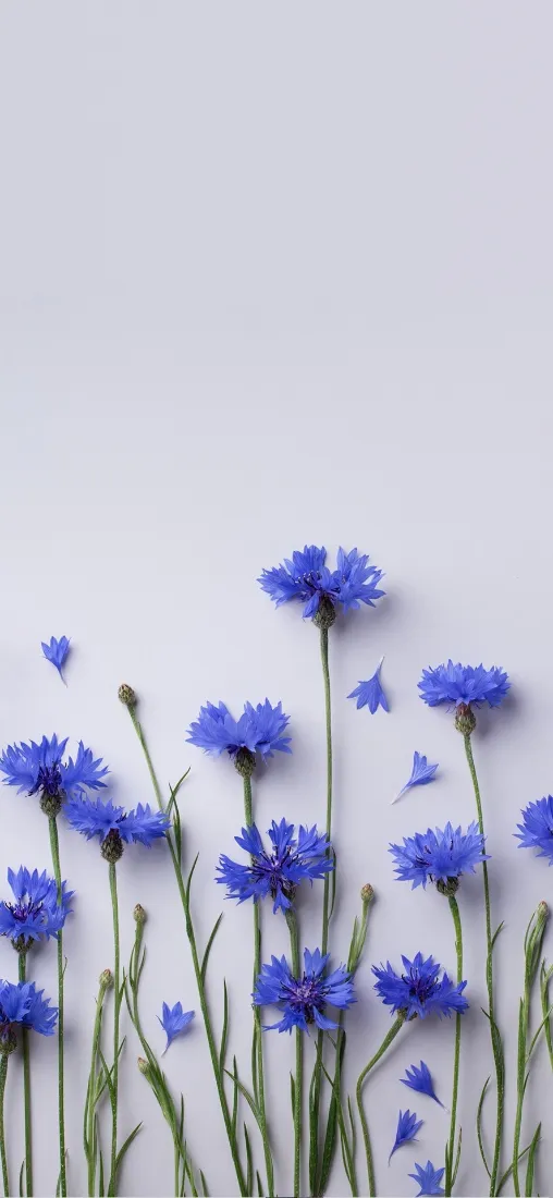 矢车菊手机壁纸｜蓝色花朵背景图片 - 简约清新「哲风壁纸」