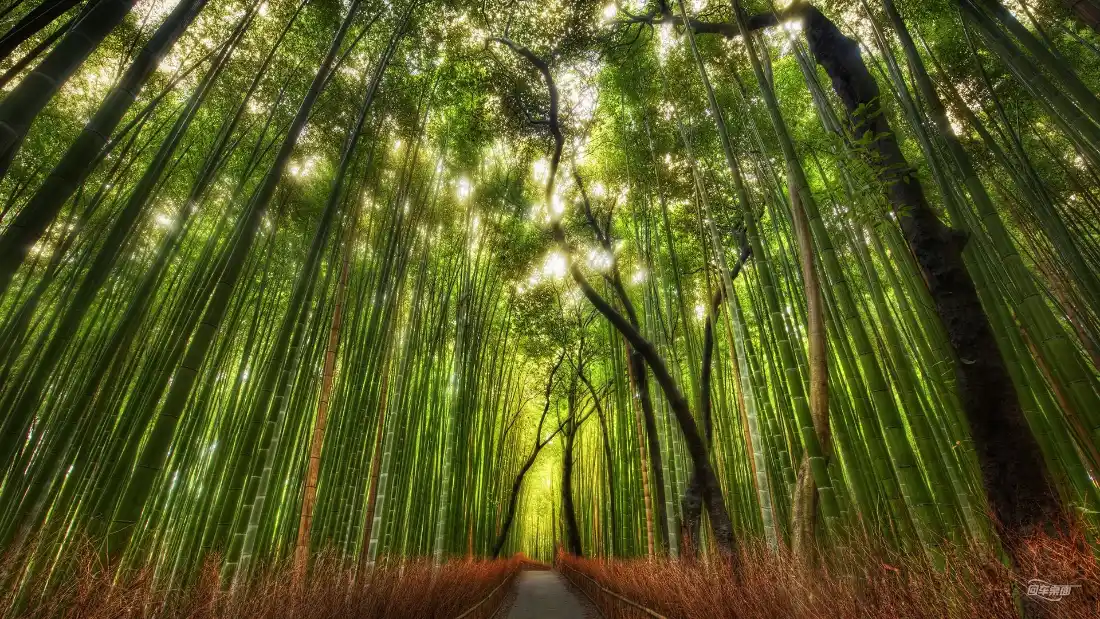 2k竹林小路壁纸｜自然风景背景图片 - 绿色林荫道「哲风壁纸」