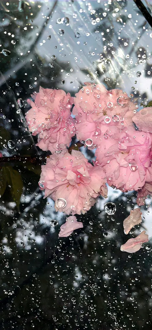 花花手机壁纸｜粉色花朵背景图片 - 景深水珠「哲风壁纸」