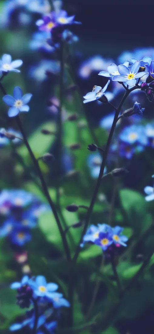蓝色小花手机壁纸｜景深背景图片 - 花花勿忘我「哲风壁纸」